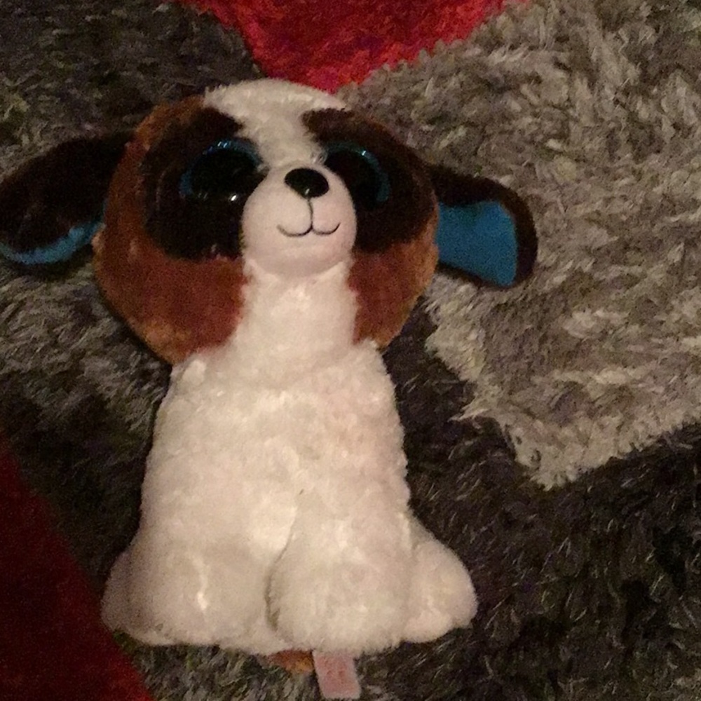 Dog Teddy